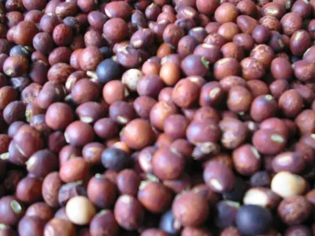 豆类的农作物有哪些（24种豆类杂粮大全，今天涨知识了，你知道哪些？）